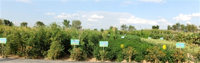 <p>　　平罗县头闸镇育种基地。</p>