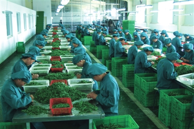     中宁枸杞规范化种植园区中宁枸杞规范化种植园区。。