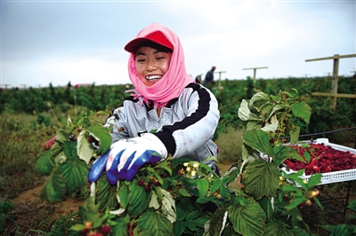 <p>　　农民在月牙湖生态移民区红树莓种植基地采摘树莓。</p>