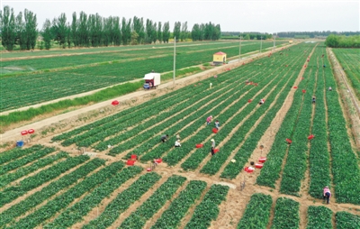 <p>　　银川市永宁县李俊镇丰登村的一处供港蔬菜种植基地，工人们正在采摘菜心。银川市自2010年第一个供港蔬菜生产基地建立以来，目前已发展成为集高端蔬菜生产、加工、销售的全产业链。蔬菜的种植品种从过去3种增至7种以上，年生产菜心、芥兰、鹤斗白等优良蔬菜品种达16万多吨。</p>