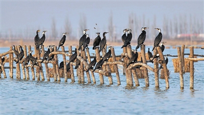 <p>　　银川阅海湿地公园的普通鸬鹚群。</p><p>　　（宁夏观鸟协会提供）</p>