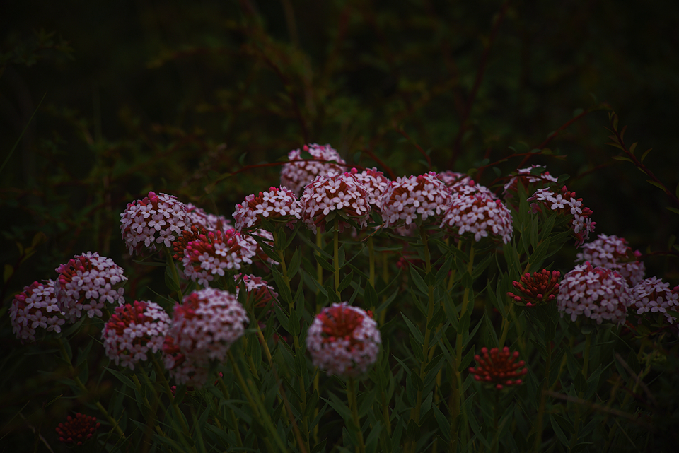 00300372598_2fa6bee5.jpg