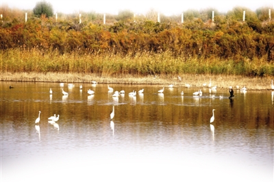 <p>　　银川大片的野生湿地环境，也让种类繁多的鸟儿选择在此安家。</p>