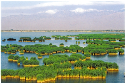 <p>　　沙湖湿地。　　（本版图片均由自治区林草局提供）</p>