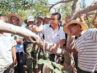 <p>　　赵顺山（右二）对果农进行技术指导。</p><p>　　（照片由受访者提供）</p>