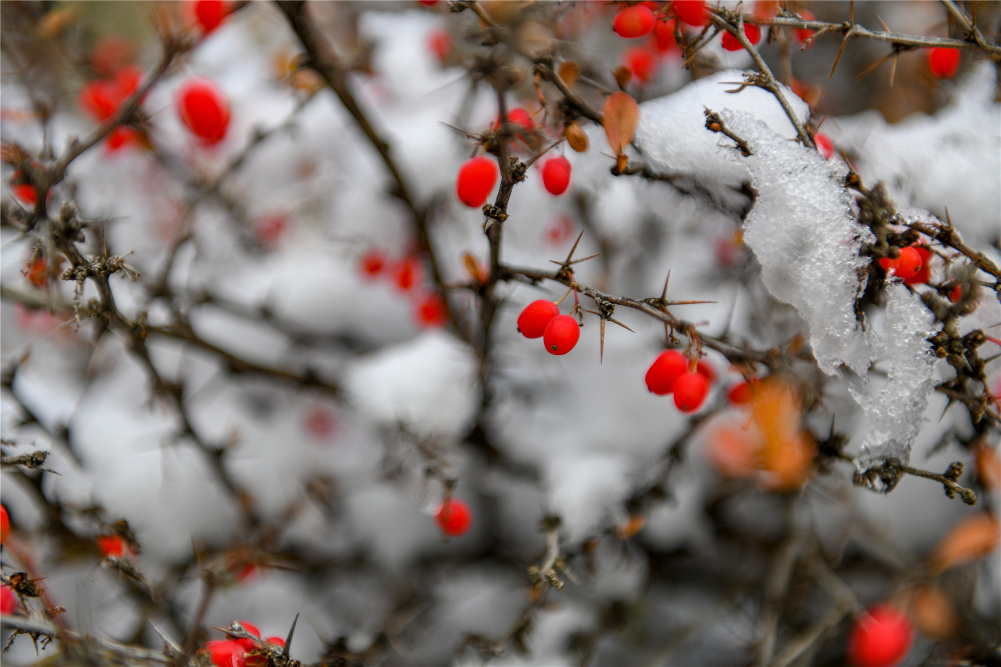 DSC_4265.jpg