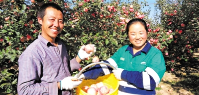 <p>　　高许许和妻子刘艳红摘苹果。</p>