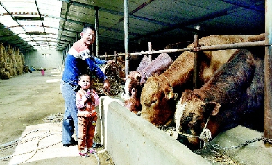 35岁的西吉县震湖乡毛坪村村民喜世明和儿子在自己家的牛棚里给牛喂草料。通过养牛，他已经脱贫致富。