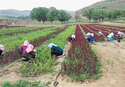 <p>　　农田变植物园。</p>