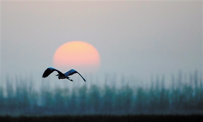 <p>　　银川阅海湿地，一只鸟伴着初升的太阳翱翔。</p>