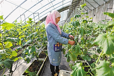 近年来,姚磨村在做好万亩露地冷凉蔬菜基地种植管理的同时,先后建设高