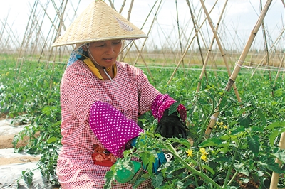 <p>　　社员们精心培育小番茄、西兰花、芥兰等优质蔬菜。</p>