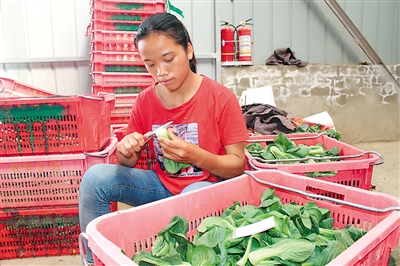 <p>　　蔬菜分拣车间内，工人在分拣蔬菜。</p>