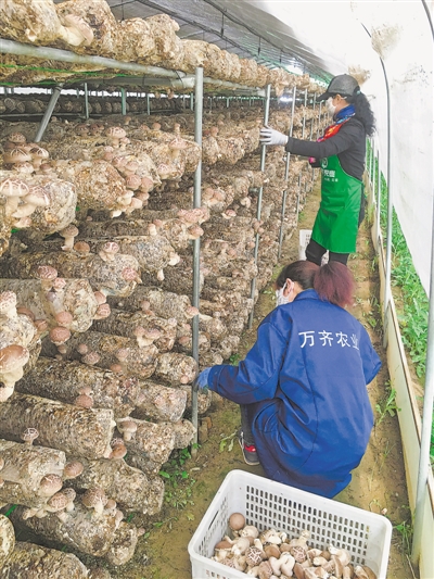 <p>　　秸秆成为菌菇培育的营养基料。本版图片均　张瑛　张唯　摄</p>