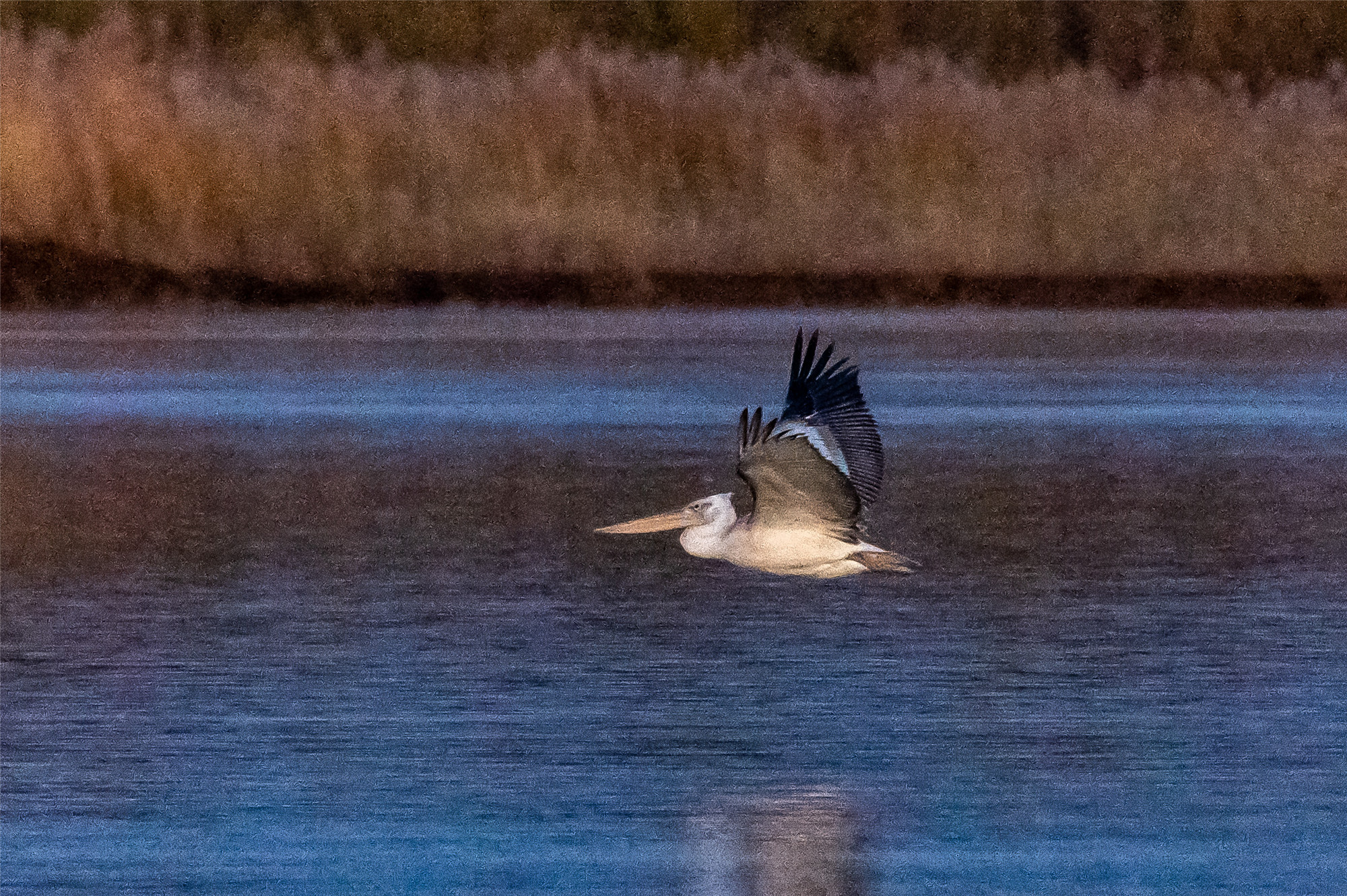 DSC_9671.jpg