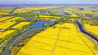 <p>　　金秋时节，宁夏大地上一派丰收景象。本报记者　党硕　摄　　</p>