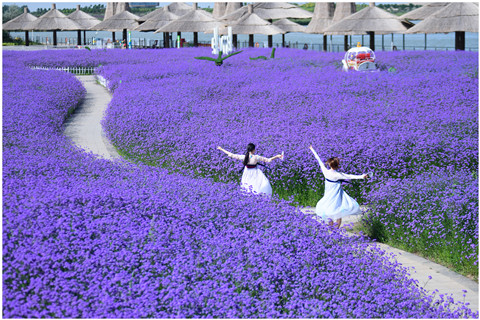 沙湖花海.jpg
