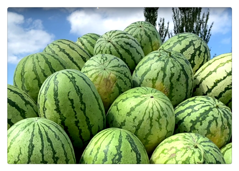 沙漠瓜菜_副本.png