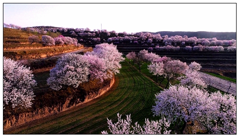 金鸡坪山花.jpg