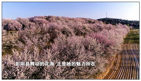 金鸡坪山花2.jpg