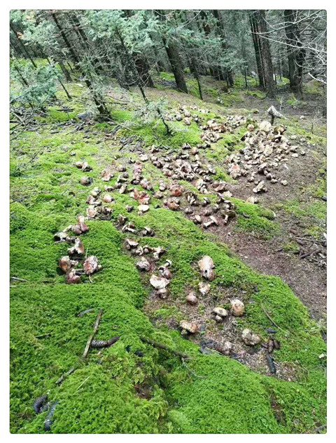 贺兰山紫蘑菇.jpg