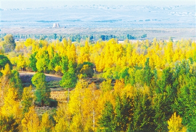 <p>　　秋景小叶杨</p>