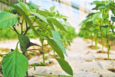 <p>现代循环农业示范种植基地的辣椒。</p>