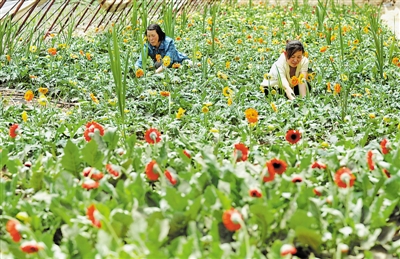 <p>　　在银川市兴庆区天地缘锦绣园林花卉有限公司，一株株含苞欲放的鲜花，寄托着群众对生活的憧憬。</p><p>　　本报记者　王晓龙　摄</p>