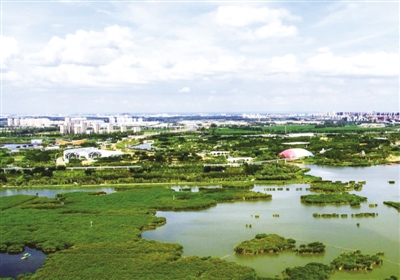 <p>　　黄河湿地，灰鹤归来。</p>