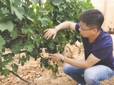<p>　　刘爱国关注着每一株葡萄树的健康状况。</p><p>　　本报记者　李锦　摄　　</p>
