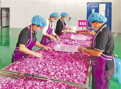 <p>　　工人正在拣选制作玫瑰花饼的花瓣。（图片由采访单位提供）</p>