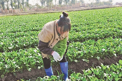 <p>　　宁夏鑫茂祥冷藏运输有限公司蔬菜种植基地里，采摘工在收割菜心。</p><p>　　（图片由受访者提供）　　</p>