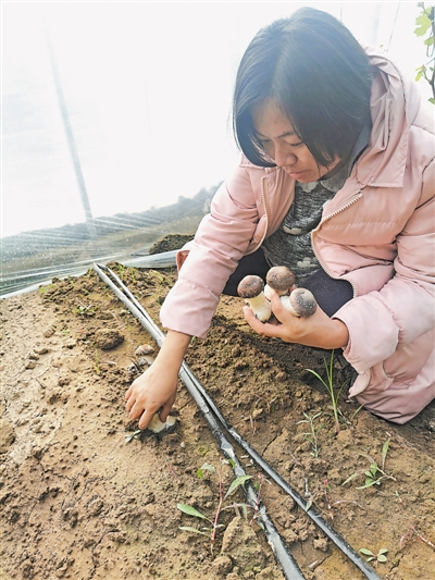 <p>　　杨洁采摘成熟的赤松茸。（图片由受访者提供）</p>