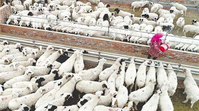 <p>　　盐池县王乐井乡牛记圈村，农民八成收入出在羊身上。一只只滩羊撬动了扶贫大产业。</p>