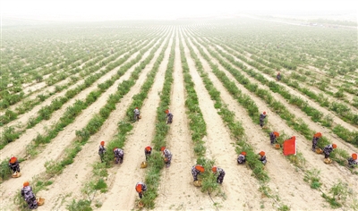<p>　　一家枸杞园的工人在采摘鲜果。目前，中宁县枸杞种植面积稳定在20万亩。</p>