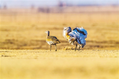 <p>　　在宁夏监测到的国家一级保护鸟类大鸨。（图片由宁夏湿地保护管理中心提供）</p>