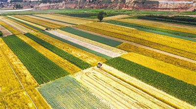 <p>　　甘肃省镇原县城关镇满地金黄的小麦。</p>