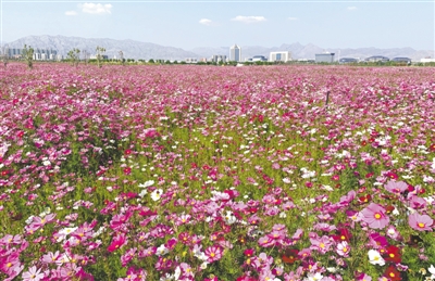 美丽新宁夏之环境优美篇