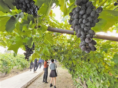<p>　　嘉宾参观贺东葡萄酒小镇酿酒葡萄种植基地。</p><p>　　本报记者　马楠　摄</p>