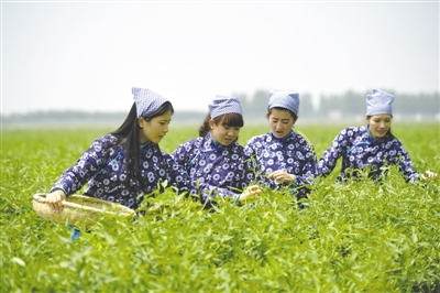 <p>　　采茶工在宁夏百瑞源贺兰山基地采摘枸杞芽茶。该基地茶园面积300余亩，助力周边200多名农民就业增收。</p>