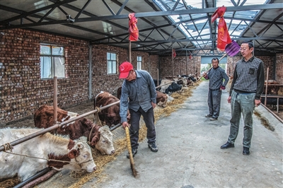     刘玉平在村集体牛场查看喂养情况。