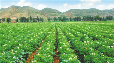 <p>　　马铃薯</p>