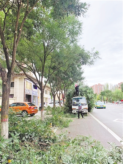 <p>　　修剪后的树木枝叶距离地面两米多高。</p>