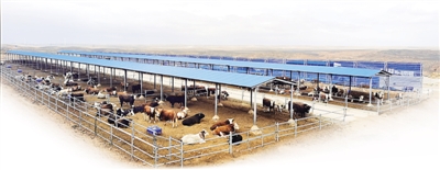 <p>　　国开行宁夏分行支持红寺堡区发展肉牛养殖业。</p>