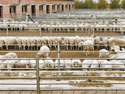 <p>　　支持红寺堡区滩羊养殖业发展。</p>