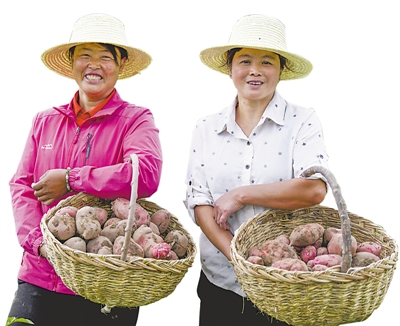 <p>　　去年夏天，在西吉县红耀乡井湾村马铃薯种植基地，村民提着刚挖出来的马铃薯，脸上洋溢着幸福的笑容。西吉县是“中国马铃薯之乡”，全县农民三分之一以上的收入来源于马铃薯，马铃薯已成为农民致富的“金蛋蛋”。　　本报记者　党硕　摄</p>