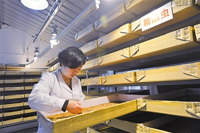 <p>　　在永宁县闽宁镇光伏农业科技示范园内的黄粉虫养殖车间，一位技术工人正在捡蛹。（资料图片）</p><p>　　本报记者　左鸣远　摄</p>