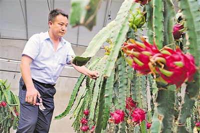 <p>杨波栽种的火龙果，一棚一年能卖10万元。</p>