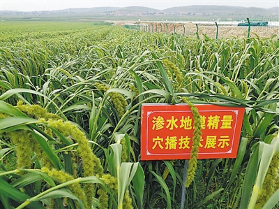 <p>　　杂交谷子渗水地膜精量穴播技术示范点连续三年创亩产历史新高。</p>