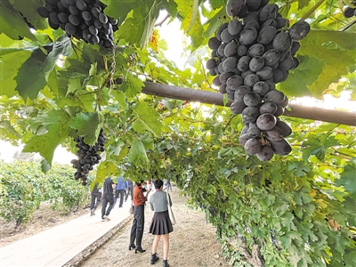 <p>　　宁夏依托贺兰山东麓葡萄基地、葡萄酒庄集群和沿线历史文化资源，深度开发葡萄酒观光体验工厂、葡萄酒庄精品民宿酒店等产品，进一步提升葡萄酒旅游吸引力。</p>